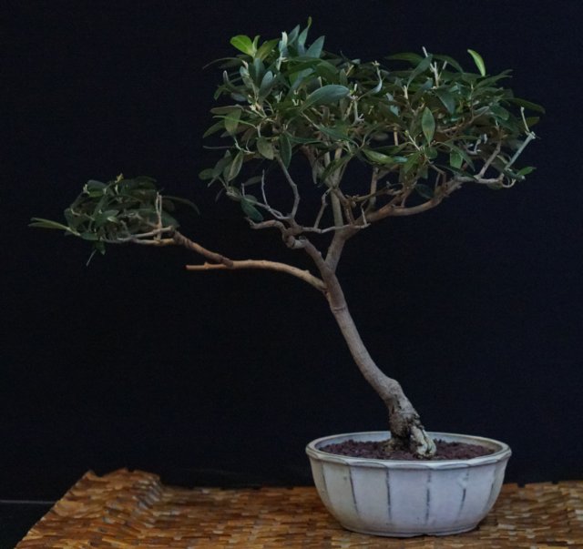 bonsai36.jpg