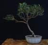bonsai36_small.jpg