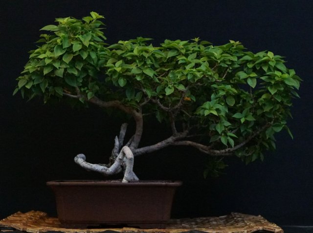bonsai37.jpg