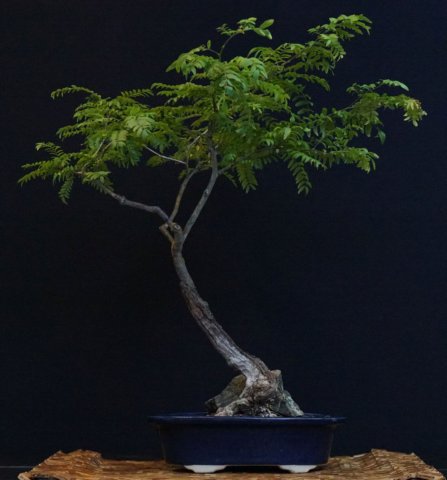 bonsai38.jpg