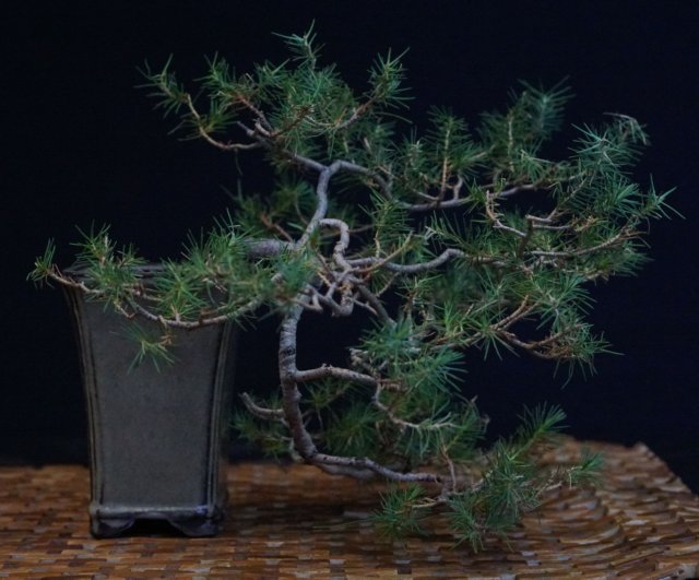 bonsai39.jpg