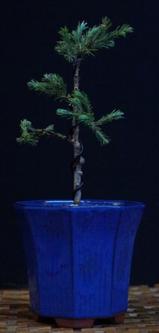 bonsai41.jpg