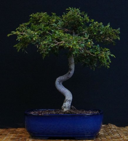bonsai43.jpg