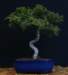 bonsai43_small.jpg