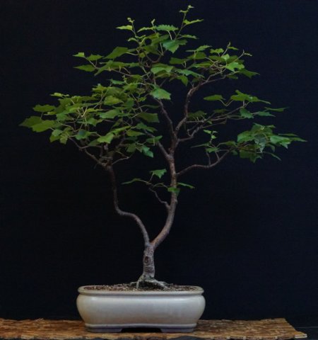 bonsai45.jpg