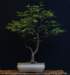 bonsai45_small.jpg