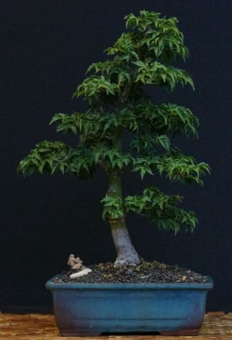 bonsai46.jpg