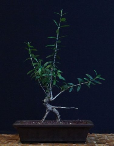 bonsai47.jpg
