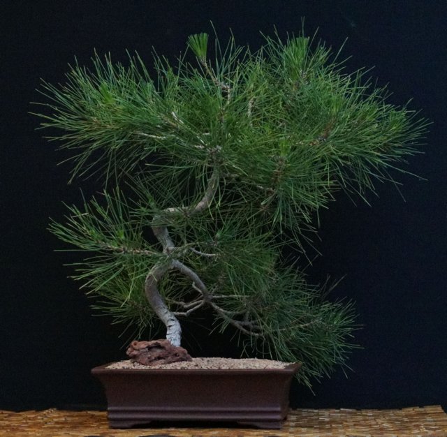 bonsai49.jpg