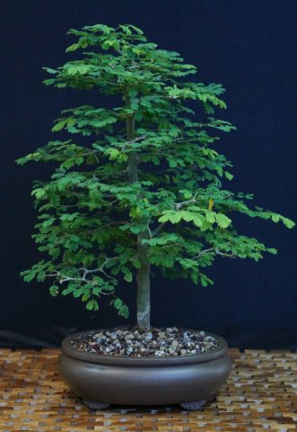 bonsai6.jpg