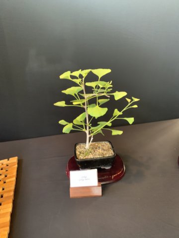 display13.jpg