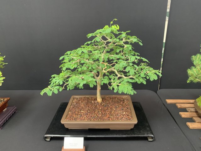 display17.jpg