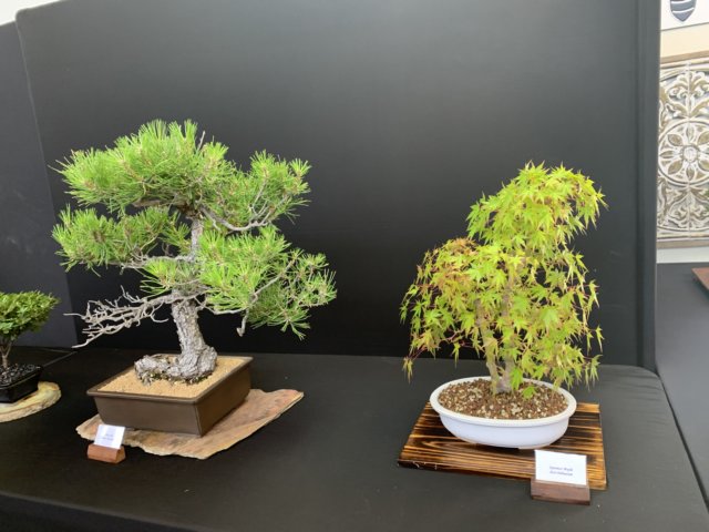 display8.jpg