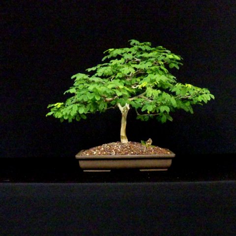 bonsai11.jpg