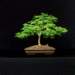 bonsai11_small.jpg