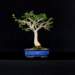bonsai12_small.jpg