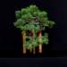 bonsai13_small.jpg
