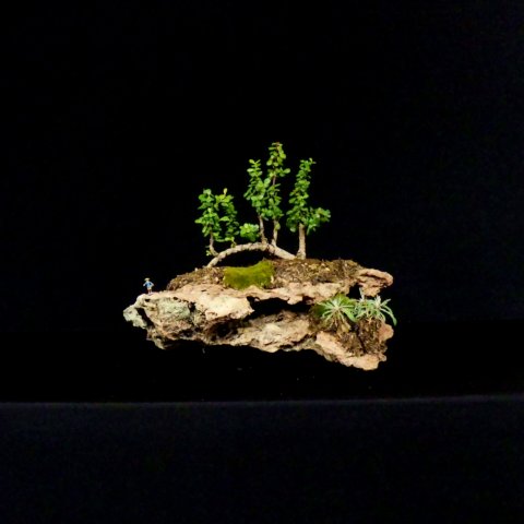 bonsai15.jpg