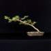 bonsai16_small.jpg