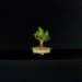 bonsai18_small.jpg