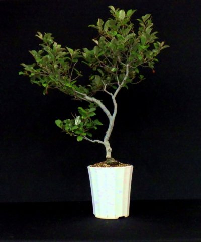 bonsai19.jpg