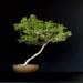 bonsai1_small.jpg
