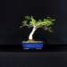bonsai21_small.jpg