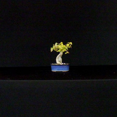bonsai22.jpg