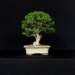bonsai23_small.jpg