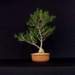 bonsai24_small.jpg