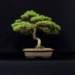 bonsai25_small.jpg