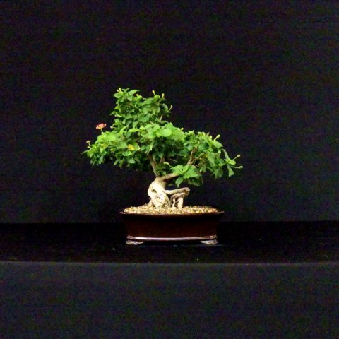 bonsai26.jpg