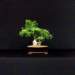 bonsai26_small.jpg