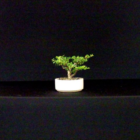 bonsai28.jpg