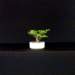 bonsai28_small.jpg