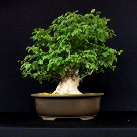 bonsai29.jpg