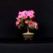 bonsai30_small.jpg