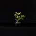 bonsai31_small.jpg