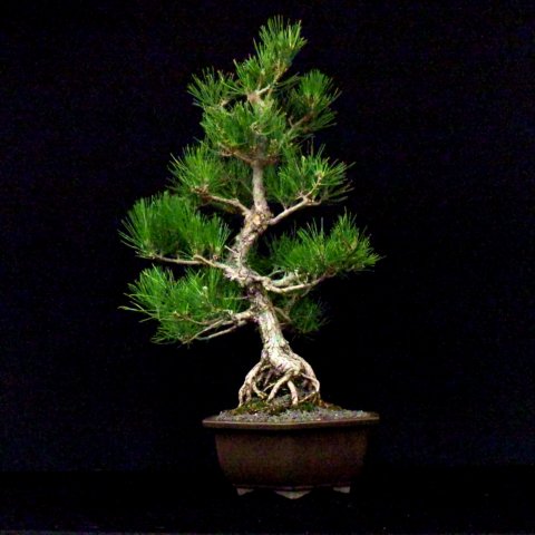 bonsai32.jpg