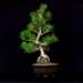 bonsai32_small.jpg
