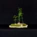 bonsai34_small.jpg