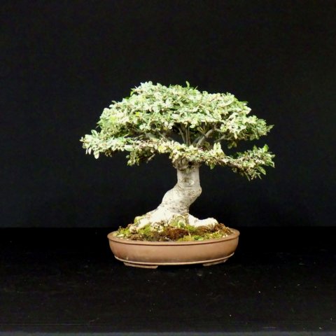 bonsai36.jpg