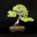 bonsai37_small.jpg