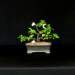 bonsai38_small.jpg