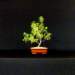 bonsai3_small.jpg