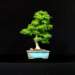 bonsai5_small.jpg