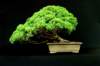 bonsai7_small.jpg