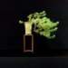 bonsai8_small.jpg