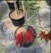 momiji10_small.jpg