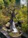 momiji14_small.jpg
